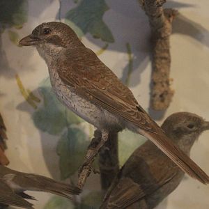 Taxidermy Red-backed Shrike, Kahutara Taxidermy Gallery