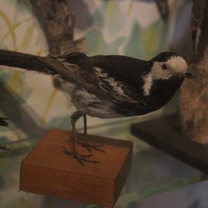 Taxidermy White Wagtail, Kahutara Taxidermy Gallery