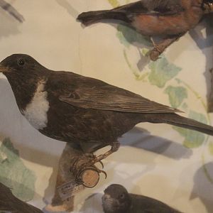 Taxidermy Ring Ouzel, Kahutara Taxidermy Gallery