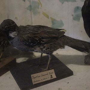 Taxidermy Spotted Quail-thrush, Kahutara Taxidermy Gallery