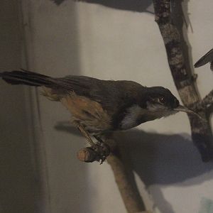 Taxidermy Eastern Spinebill, Kahutara Taxidermy Gallery