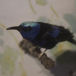 Taxidermy Red-legged Honeycreeper male, Kahutara Taxidermy Gallery