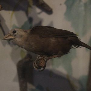 Taxidermy White-headed Munia, Kahutara Taxidermy Gallery