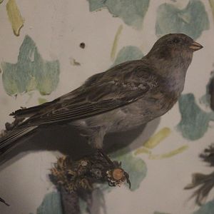 Taxidermy Snow Bunting, Kahutara Taxidermy Gallery