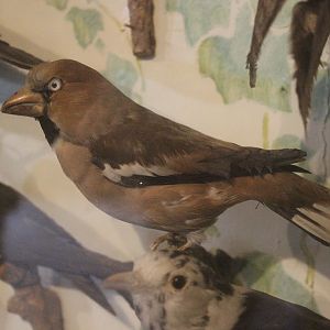 Taxidermy Hawfinch, Kahutara Taxidermy Gallery
