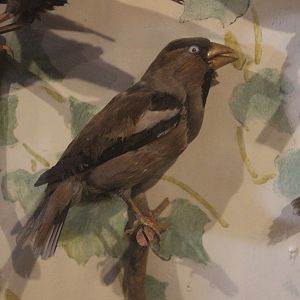 Taxidermy Hawfinch, Kahutara Taxidermy Gallery