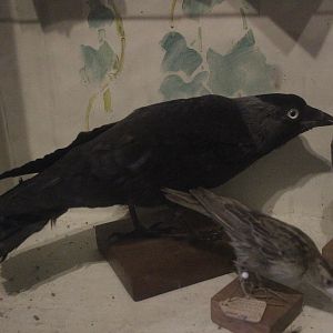 Taxidermy Western Jackdaw, Kahutara Taxidermy Gallery