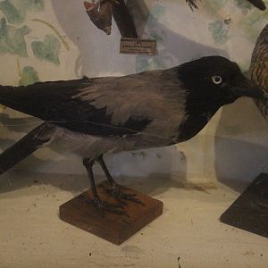 Taxidermy Hooded Crow, Kahutara Taxidermy Gallery