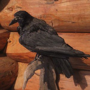 Taxidermy Western Rook, Kahutara Taxidermy Gallery
