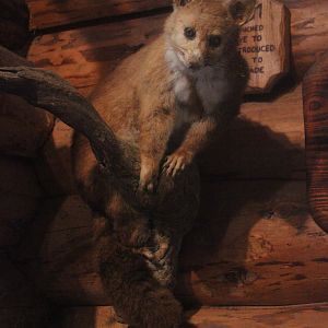 Taxidermy Common Brushtail Possum, Kahutara Taxidermy Gallery