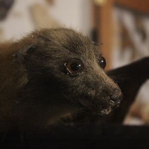 Taxidermy Flying Fox, Kahutara Taxidermy Gallery