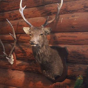 Head mount of Sika Deer, Kahutara Taxidermy Gallery