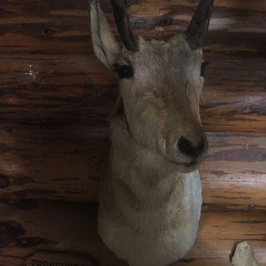 Head mount of Pronghorn, Kahutara Taxidermy Gallery