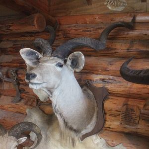Head mount of Greater Kudu, Kahutara Taxidermy Gallery