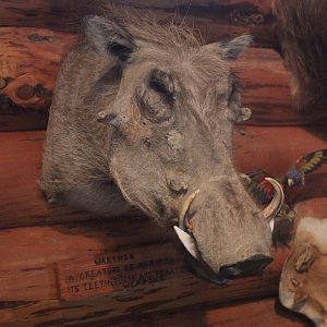 Head mount of Warthog, Kahutara Taxidermy Gallery