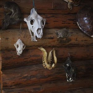 Skull display, Kahutara Taxidermy Gallery