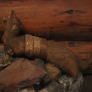 Taxidermy Mongoose and Snake, Kahutara Taxidermy Gallery
