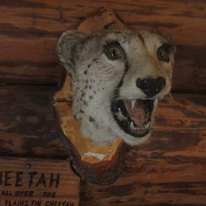 Head mount of Cheetah, Kahutara Taxidermy Gallery