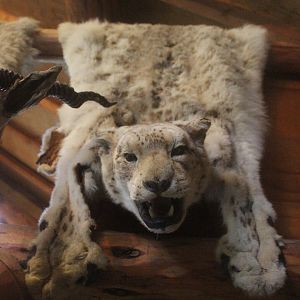Skin of Snow Leopard, Kahutara Taxidermy Gallery