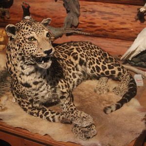 Taxidermy Leopard, Kahutara Taxidermy Gallery