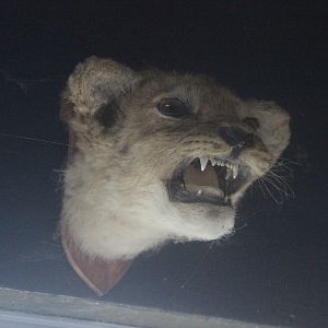Head mount of Lion cub, Kahutara Taxidermy Gallery