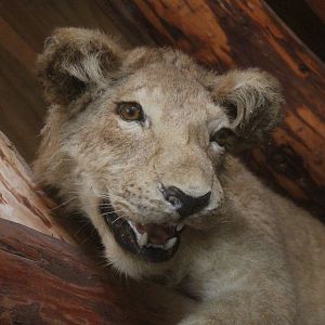 Taxidermy Lion, Kahutara Taxidermy Gallery