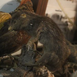 Taxidermy Rodent (?), Kahutara Taxidermy Gallery