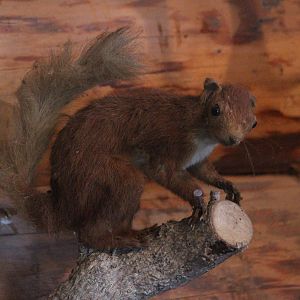 Taxidermy Red Squirrel, Kahutara Taxidermy Gallery
