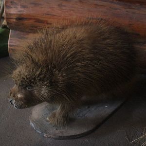 Taxidermy North American Porcupine, Kahutara Taxidermy Gallery