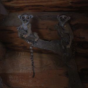 Taxidermy Ring-tailed Lemur babies, Kahutara Taxidermy Gallery