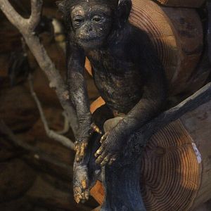 Taxidermy Chimpanzee baby, Kahutara Taxidermy Gallery