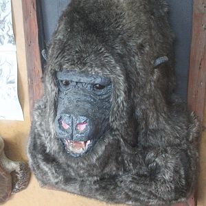 Display of Gorilla head, Kahutara Taxidermy Gallery