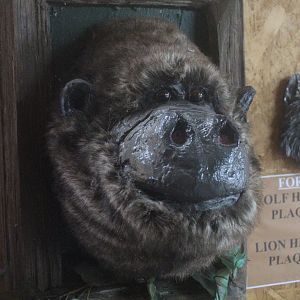 Display of Gorilla head, Kahutara Taxidermy Gallery