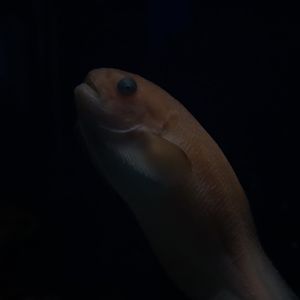 Rough snailfish（Careproctus trachysoma）