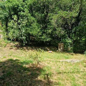 Iberian lynx exhibit
