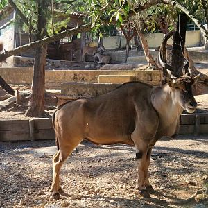 Cape Eland (Tragelaphus oryx oryx)