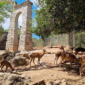 Eld's Deer herd - more than 30 animals