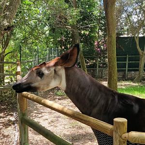 Okapi