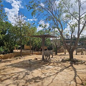 African Elephant / Nyala exhibit