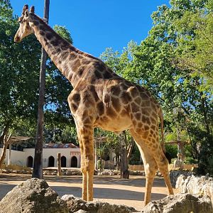 Angolan Giraffe