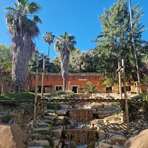 Angolan Lion exhibit