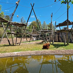Orangutan outdoor