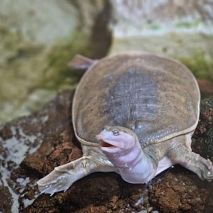 Florida Softshell Turtle
