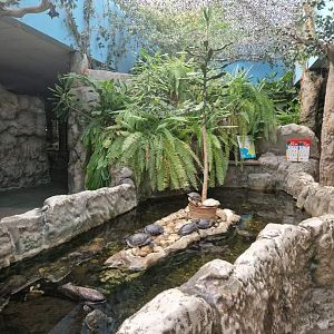 Adamson's Mud Turtle/ Florida Red-bellied Turtle pond