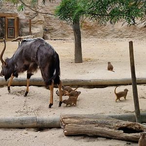 Meerkats attack Nyala