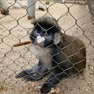 Black-checked red-tail monkey