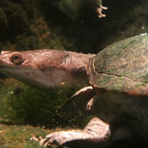 Turtle ID? - Zoo Wroclaw