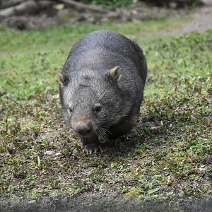 Australian wombat
