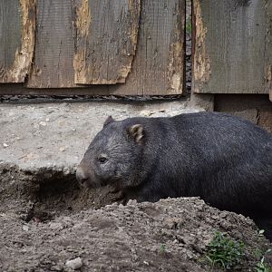 Australian wombat