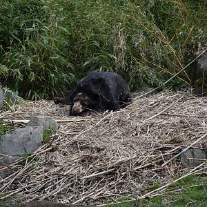 Spectacled bear